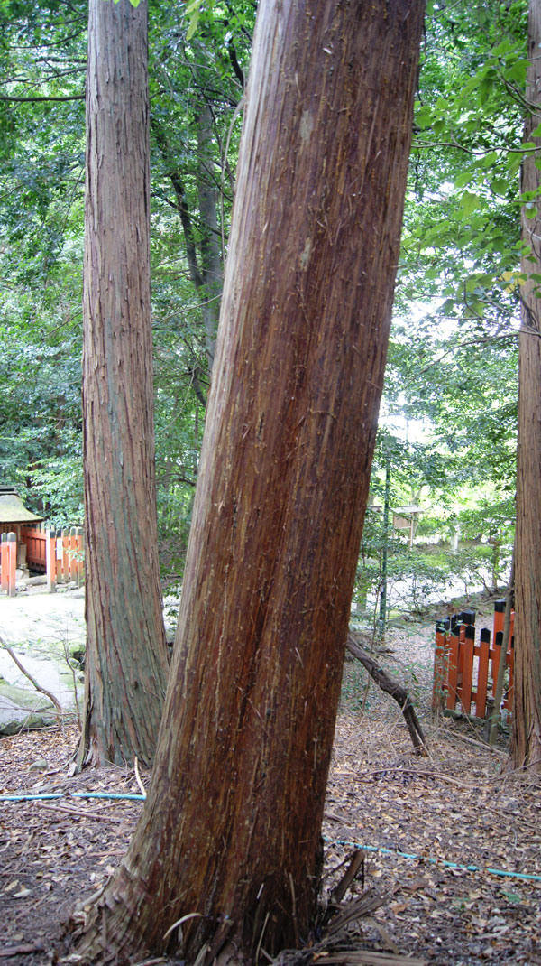 檜皮は生きた立木から採取する