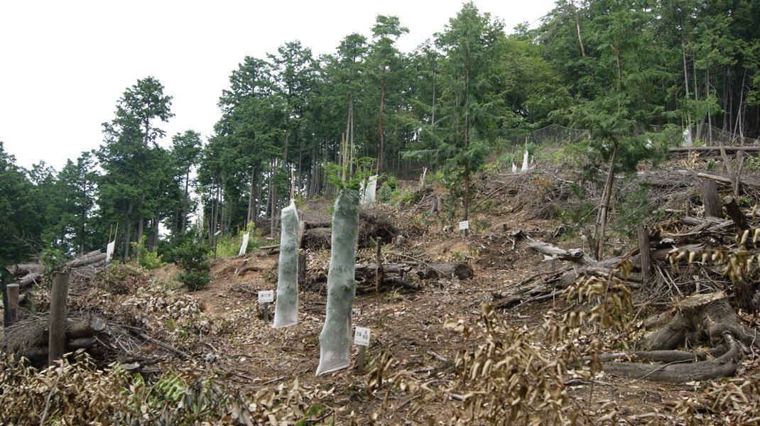 桧木里親制度で山に植栽している様子